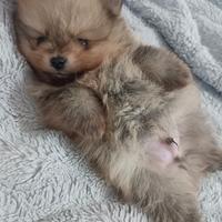 Volpino di Pomerania o Spitz tedesco nano