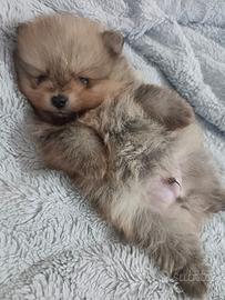 Volpino di Pomerania o Spitz tedesco nano