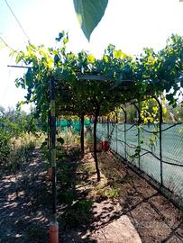 Uliveto e agrumeto di circa 7.000 mq