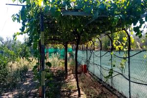 Uliveto e agrumeto di circa 7.000 mq