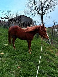 Cavallo