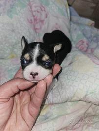 Chihuahua femmina nana 1