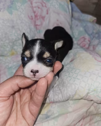Chihuahua femmina nana 1