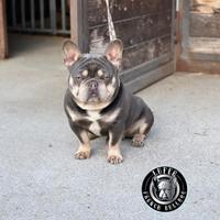 Bulldog francese per monta