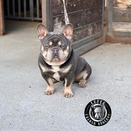Bulldog francese per monta