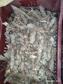 bulbi carciofi 