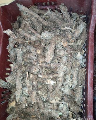 bulbi carciofi 