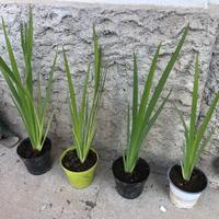 Piante di Iris Lousiana Fulva