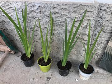 Piante di Iris Lousiana Fulva