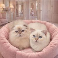 Cuccioli di Scottish Straight e Hingland Fold