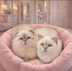 Cuccioli di Scottish Straight e Hingland Fold