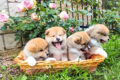 Akita inu con pedigree enci