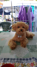 Barboncino toy per accoppiamento