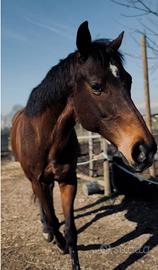 Cavallo purosangue inglese
