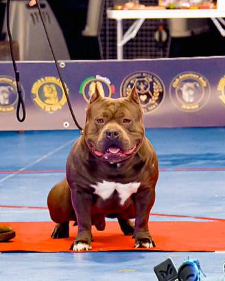 American Bully