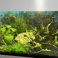 Acquario allestimento piante pesci caridine