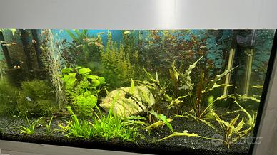 Acquario allestimento piante pesci caridine