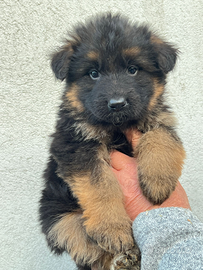 Cucciolo di pastore tedesco