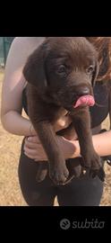Cuccioli di Labrador
