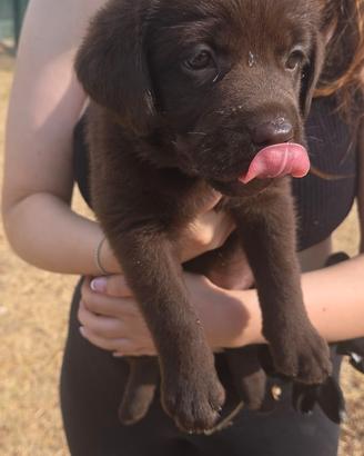 Cuccioli di Labrador