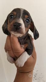 Cuccioli di bassotto kaninchen