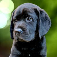 Labrador con eccellente pedigree enci