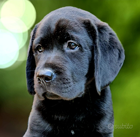 Labrador con eccellente pedigree enci