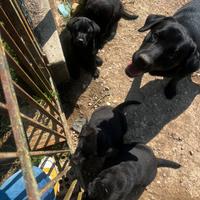 Cuccioli maschietti Labrador Retriever