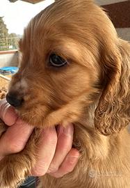 Cocker spaniel cuccioli maschietti