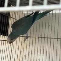 Parrocchetto monaco maschio