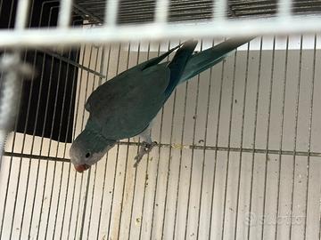 Parrocchetto monaco maschio