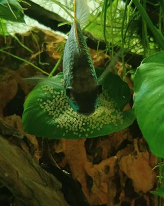 Electric Blue Acara nati in acquario