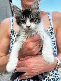 Cuccioli di gatto
