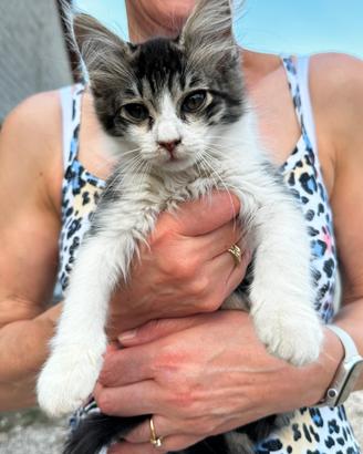 Cuccioli di gatto