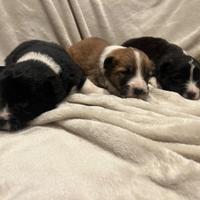 Cuccioli Border collie/ Akita