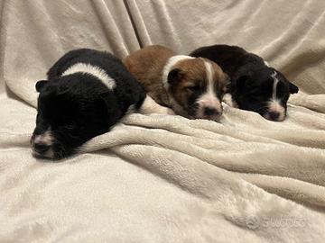 Cuccioli Border collie/ Akita