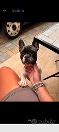 Cucciola di Bulldog francese