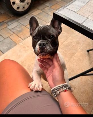 Cucciola di Bulldog francese