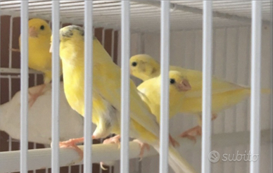 Malinios waterslager canto