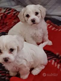 Maltese