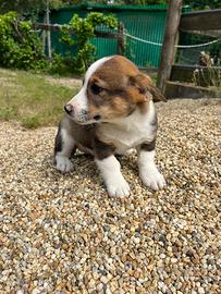 Corgi Pembroke