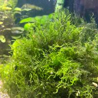 Muschio di Java - Java Moss