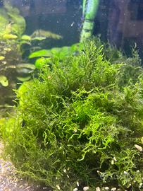 Muschio di Java - Java Moss