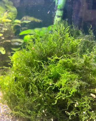 Muschio di Java - Java Moss