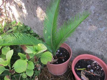 cycas revoluta