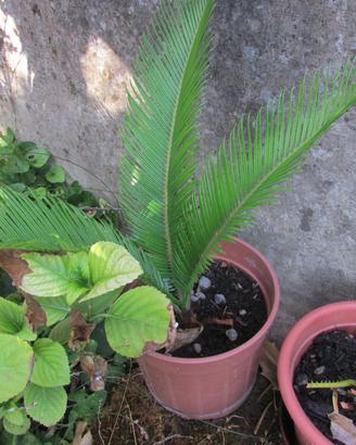 cycas revoluta