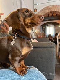 Bassotto nano per monta