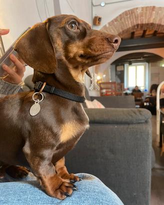 Bassotto nano per monta