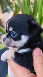 chihuahua maschio pedigree 