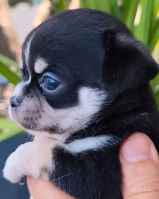 chihuahua maschio pedigree 